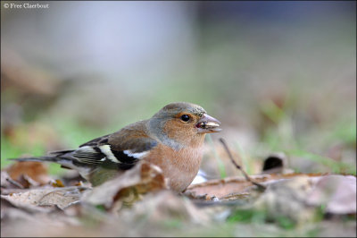 Vink