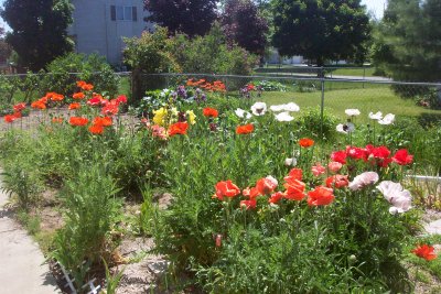 poppy garden.