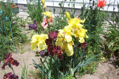 yellow iris