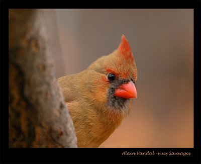cardinal-f.jpg
