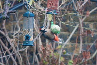 _MG_4622-Great-spotted-Woodpecker.jpg