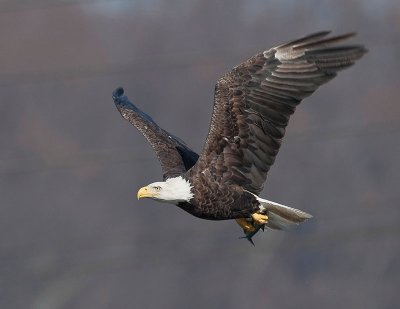 eagle_of_maryland2008