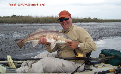 RED DRUM (Redfish, Red Bass)
