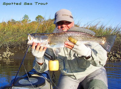 SPOTTED SEA TROUT(Specked Trout)