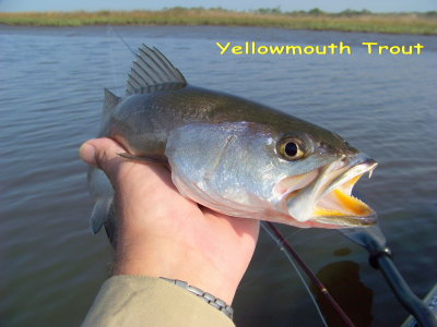 SPOTTED SEA TROUT(Yellowmouth)