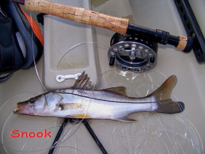 COMMON SNOOK