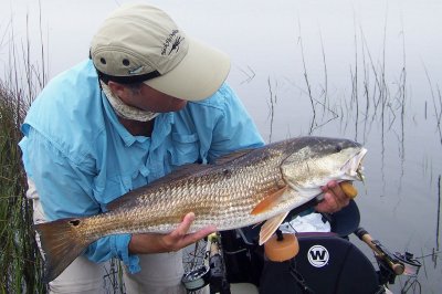 Big 34 Redfish caught on a top water Slider Fly