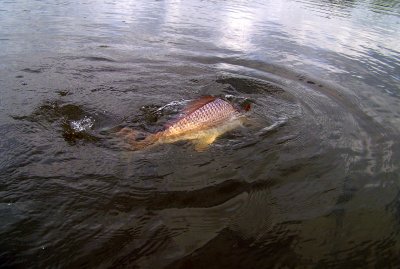 Redfish Can't Jump!