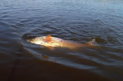 Redfish Can Pull