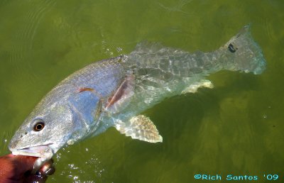 Matanzas Clear Water Redfish