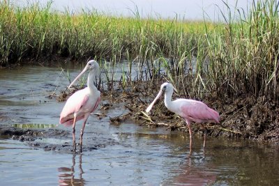 Married Spoonbills on Mud Flat