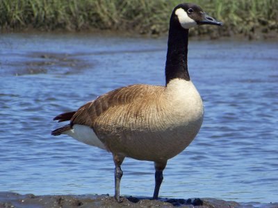 Canadian Goose on Mud Flat
