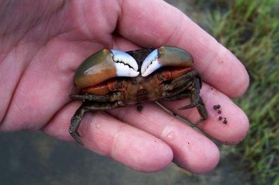 Mud Crab