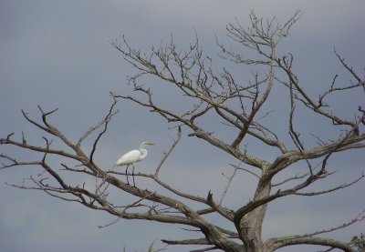 Common White Egret