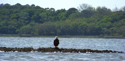 Bald Eagle on Oyster Bar