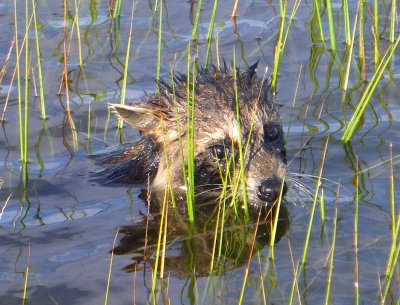 Flood Coon