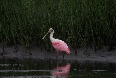 Wading Roseate Spoonbill