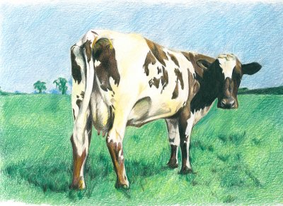 atom heart mother