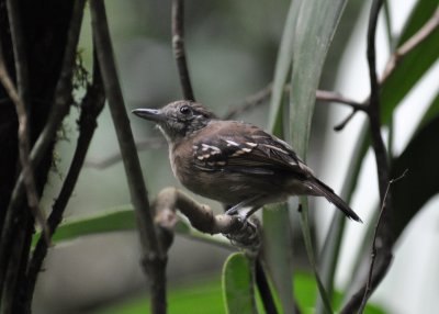 Western Slaty Antshrike F.jpg