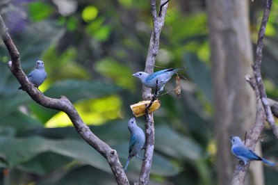 Blue-gray Tanagers.jpg