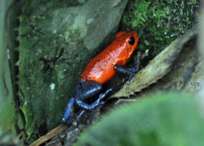 Bluejeans Poison Dart Frog2.jpg