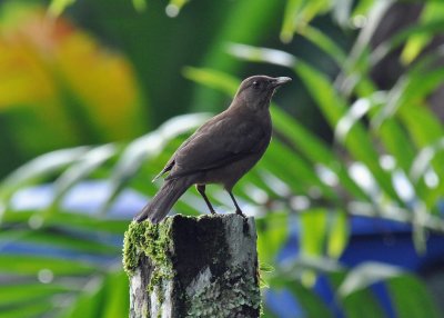 Clay-coloured Robin.jpg