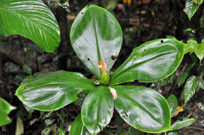 Costus sp..jpg