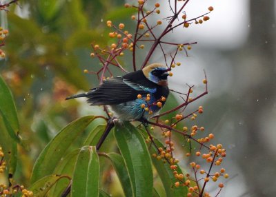 Golden-hooded Tanager.jpg