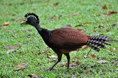 Great Curassow female.jpg