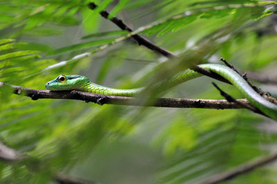 Green vine snake.jpg