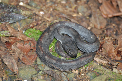 Hog-nosed pit viper.jpg