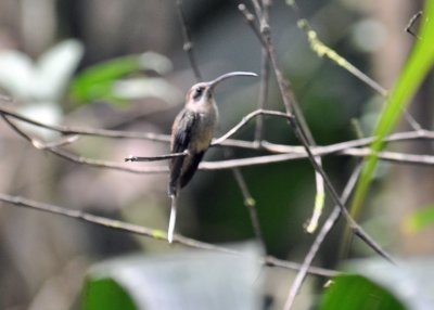 Long-billed Hermit.jpg