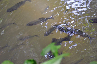 Muchaca fish (related to piranhas).jpg
