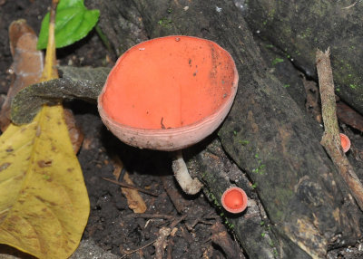 Orange cup mushroom.jpg