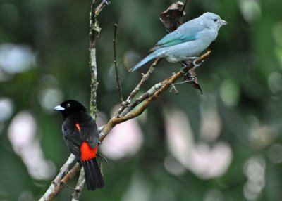 Passerini's Tanager and B-G Tanager.jpg