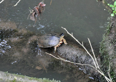 River turtle.jpg