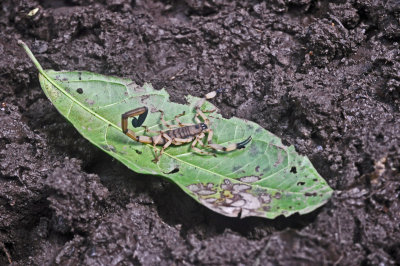 Scorpion.jpg (Centroides sp.) 