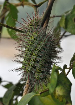 Silk moth caterpillars.jpg (Automeris metzli)