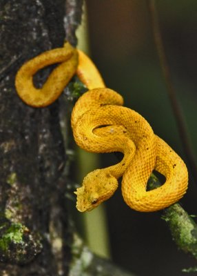 Yellow eyelash viper2.jpg