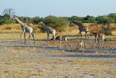 Giraffe herd.jpg