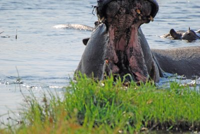 Hippo Yawn.jpg