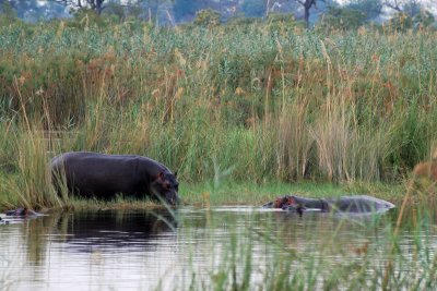 Hippos.jpg