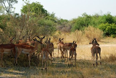 Impala.jpg