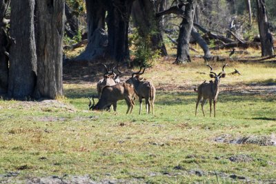Kudu group.jpg