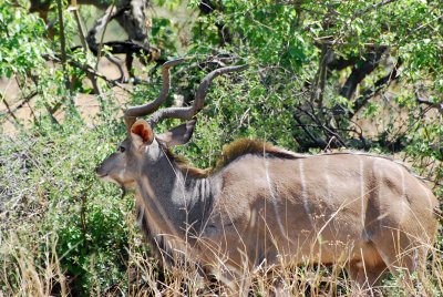 Kudu male.jpg