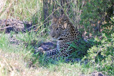 Leopard in grass.jpg