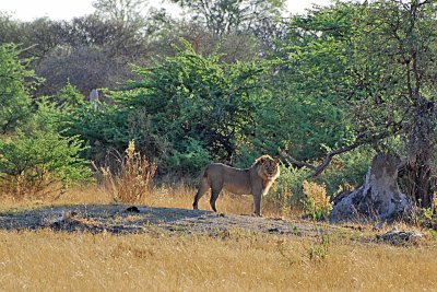 Lion solitary male2jpg.jpg