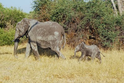 Muddy elephant and baby.jpg