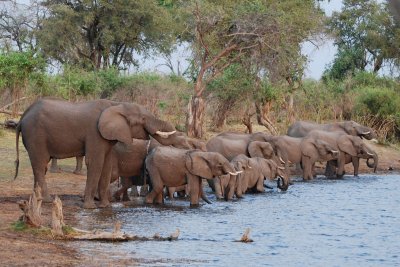 Thirsty elephants.jpg
