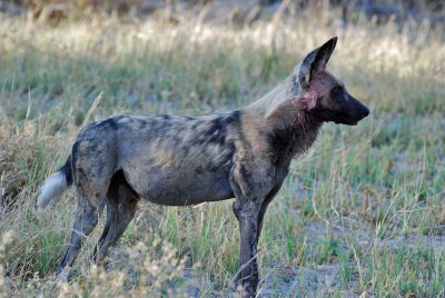 Wild dog2.jpg